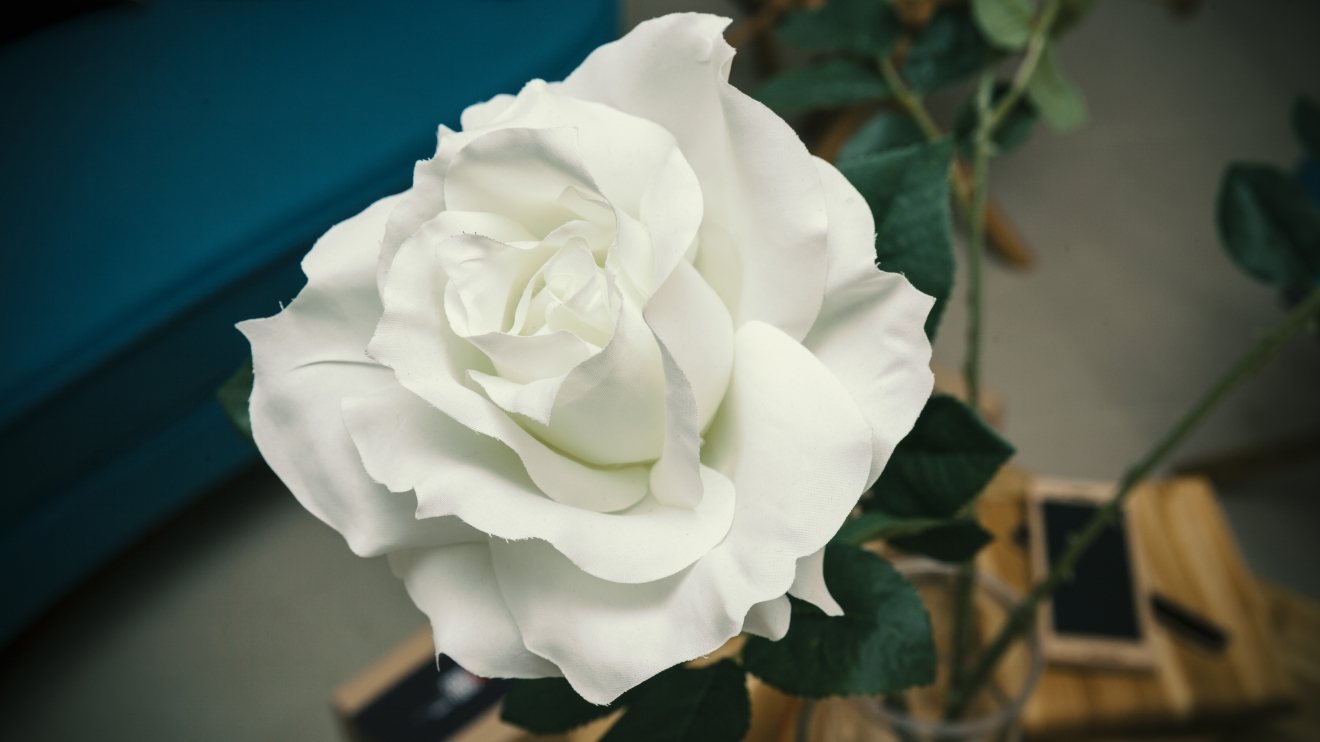 Witte roos op tafel