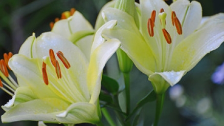 Witte lelies   