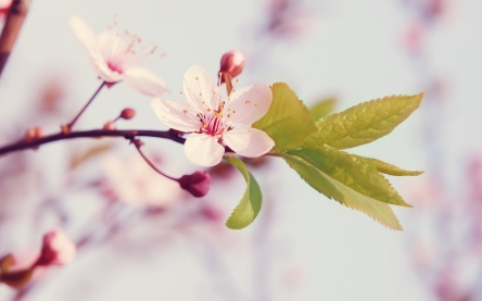 Dit is een mooie bloem