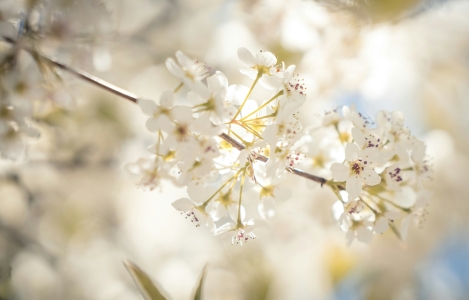 Lichte bloemen